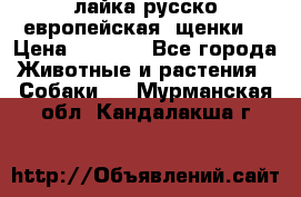 лайка русско-европейская (щенки) › Цена ­ 5 000 - Все города Животные и растения » Собаки   . Мурманская обл.,Кандалакша г.